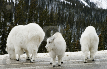 To use this stock image in your creative project, please select the size you need over to the right and click the "Add to Cart" button.
Your downloaded image will come with the Cutcaster watermark removed so don’t worry about the watermark you see on this page. Mountain Goats stock photo, Mountain Goats in Jasper National Park by Sharron Schiefelbein