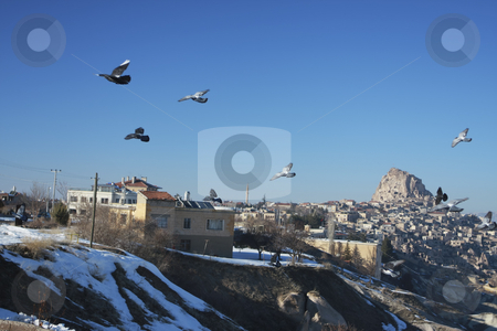 To use this stock image in your creative project, please select the size you need over to the right and click the "Add to Cart" button.
Your downloaded image will come with the Cutcaster watermark removed so don’t worry about the watermark you see on this page. Pigeons in flight stock photo, Flying Pigeons over the underground city in Capadocia Turkey by Sharron Schiefelbein