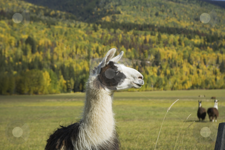 To use this stock image in your creative project, please select the size you need over to the right and click the "Add to Cart" button.
Your downloaded image will come with the Cutcaster watermark removed so don’t worry about the watermark you see on this page. Llama eating grass stock photo, Llama have such interesting looks by Sharron Schiefelbein