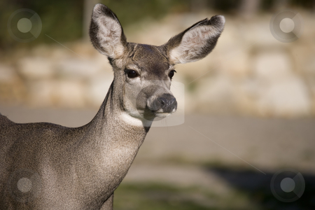 To use this stock image in your creative project, please select the size you need over to the right and click the "Add to Cart" button.
Your downloaded image will come with the Cutcaster watermark removed so don’t worry about the watermark you see on this page. Deer close up stock photo, Mule deer close up by Sharron Schiefelbein
