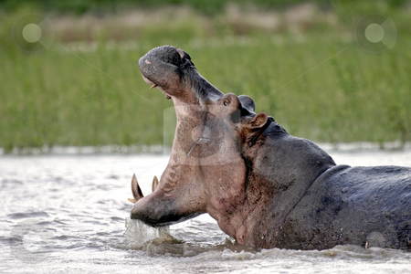 To use this stock image in your creative project, please select the size you need over to the right and click the "Add to Cart" button.
Your downloaded image will come with the Cutcaster watermark removed so don’t worry about the watermark you see on this page. Rufiji River Hippo mouth open stock photo, Hippo with mouth wide open Rufiji River in the Selous Southern Tanzania by Sharron Schiefelbein