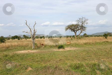 To use this stock image in your creative project, please select the size you need over to the right and click the "Add to Cart" button.
Your downloaded image will come with the Cutcaster watermark removed so don’t worry about the watermark you see on this page. 252 Wide landscape view of Mikumi National Park stock photo, Mikumi National Park in Tanzania Africa by Sharron Schiefelbein