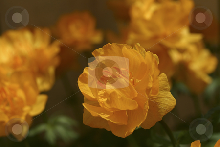 To use this stock image in your creative project, please select the size you need over to the right and click the "Add to Cart" button.
Your downloaded image will come with the Cutcaster watermark removed so don’t worry about the watermark you see on this page. Close up of flowers stock photo, Brilliant orange flowers by Sharron Schiefelbein