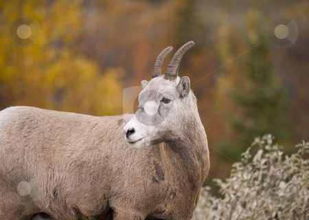 To use this stock image in your creative project, please select the size you need over to the right and click the "Add to Cart" button.
Your downloaded image will come with the Cutcaster watermark removed so don’t worry about the watermark you see on this page. 241 Rocky Mountain Bighorn Sheep stock photo, Bighorn Sheep in Jasper Alberta Canada by Sharron Schiefelbein