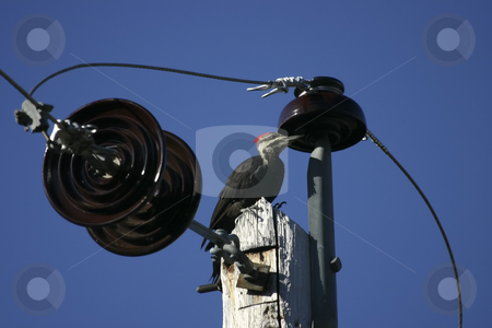 To use this stock image in your creative project, please select the size you need over to the right and click the "Add to Cart" button.
Your downloaded image will come with the Cutcaster watermark removed so don’t worry about the watermark you see on this page. 246 Pileated Woodpecker on top of pole stock photo, Pileated Woodpecker on telephone pole by Sharron Schiefelbein