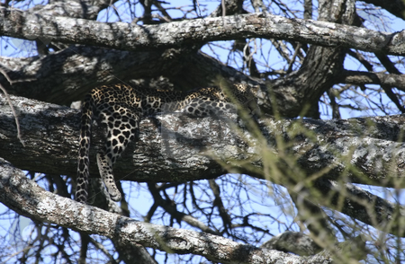 To use this stock image in your creative project, please select the size you need over to the right and click the "Add to Cart" button.
Your downloaded image will come with the Cutcaster watermark removed so don’t worry about the watermark you see on this page. 270 Leopard in tree sleeping stock photo, Well hidden in a tree a leopard is sleeping. by Sharron Schiefelbein
