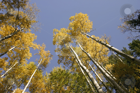 To use this stock image in your creative project, please select the size you need over to the right and click the "Add to Cart" button.
Your downloaded image will come with the Cutcaster watermark removed so don’t worry about the watermark you see on this page. 277 Birch trees in full autumn colors stock photo, A shot upward at a blue sky by Sharron Schiefelbein