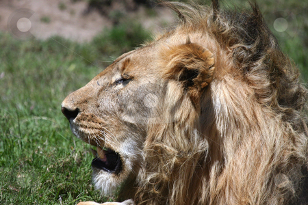 To use this stock image in your creative project, please select the size you need over to the right and click the "Add to Cart" button.
Your downloaded image will come with the Cutcaster watermark removed so don’t worry about the watermark you see on this page. Lion in the Serengeti stock photo, Side profile close up of lion in the Serengeti by Sharron Schiefelbein