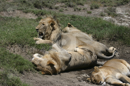 To use this stock image in your creative project, please select the size you need over to the right and click the "Add to Cart" button.
Your downloaded image will come with the Cutcaster watermark removed so don’t worry about the watermark you see on this page. Lions resting stock photo, A pride of lions resting during the day by Sharron Schiefelbein