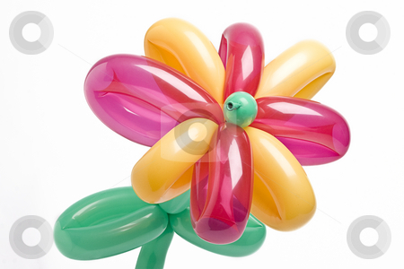 To use this stock image in your creative project, please select the size you need over to the right and click the "Add to Cart" button.
Your downloaded image will come with the Cutcaster watermark removed so don’t worry about the watermark you see on this page. Balloon flower stock photo, Balloon flower with pink and yellow balloon for petals and green balloon for stem and leaves by Yann Poirier