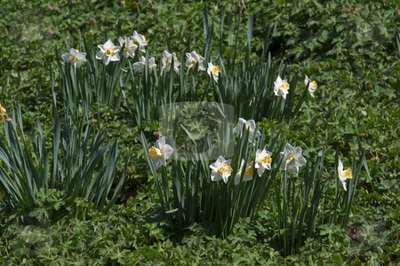 To use this stock image in your creative project, please select the size you need over to the right and click the "Add to Cart" button.
Your downloaded image will come with the Cutcaster watermark removed so don’t worry about the watermark you see on this page. Field of daffodils stock photo, Green field with patch of daffodils by Yann Poirier