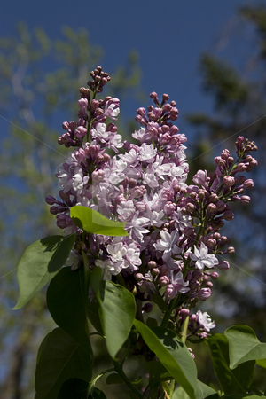 To use this stock image in your creative project, please select the size you need over to the right and click the "Add to Cart" button.
Your downloaded image will come with the Cutcaster watermark removed so don’t worry about the watermark you see on this page. Purple Lilac in bloom stock photo, Branch of purple lilac in bloom against a blue sky by Yann Poirier