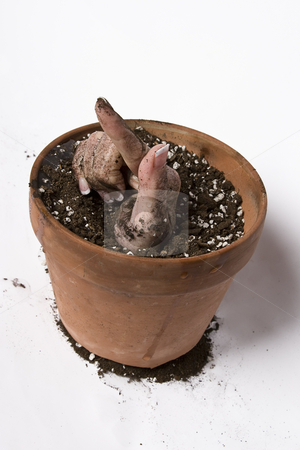 To use this stock image in your creative project, please select the size you need over to the right and click the "Add to Cart" button.
Your downloaded image will come with the Cutcaster watermark removed so don’t worry about the watermark you see on this page. Growing hand stock photo, Women hand coming out of a pot of earth by Yann Poirier