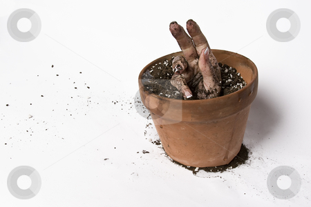 To use this stock image in your creative project, please select the size you need over to the right and click the "Add to Cart" button.
Your downloaded image will come with the Cutcaster watermark removed so don’t worry about the watermark you see on this page. Growing hand stock photo, Women hand coming out of a pot of earth by Yann Poirier
