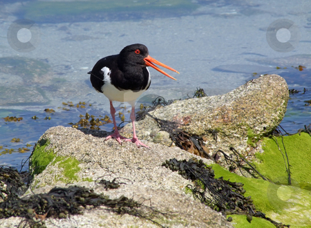 To use this stock image in your creative project, please select the size you need over to the right and click the "Add to Cart" button.
Your downloaded image will come with the Cutcaster watermark removed so don’t worry about the watermark you see on this page. Oystercatcher with an open beak, Isles of Scilly, UK. stock photo, Eurasian Oystercatcher (Haematopus ostralegus) with an open beak, Isles of Scilly, UK. by Stephen Rees