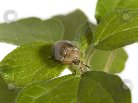 To use this stock image in your creative project, please select the size you need over to the right and click the "Add to Cart" button.
Your downloaded image will come with the Cutcaster watermark removed so don’t worry about the watermark you see on this page. Bug on a plant stock photo, Bug walking on a green plant over white background. by Ignacio Gonzalez Prado