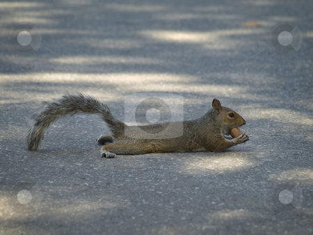 To use this stock image in your creative project, please select the size you need over to the right and click the "Add to Cart" button.
Your downloaded image will come with the Cutcaster watermark removed so don’t worry about the watermark you see on this page. Eating a nut stock photo, A grey squirrel laying on the street while eating a nut. by Ignacio Gonzalez Prado