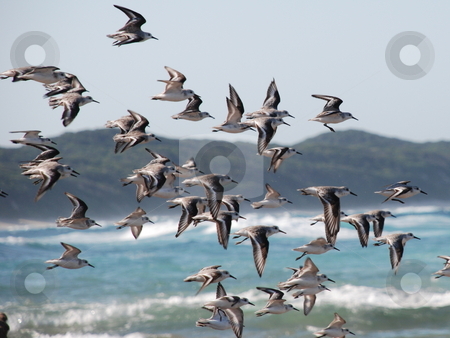 To use this stock image in your creative project, please select the size you need over to the right and click the "Add to Cart" button.
Your downloaded image will come with the Cutcaster watermark removed so don’t worry about the watermark you see on this page. SeaBirds stock photo, Birds captured flying over sodwana beach in midflight by Andre Diedericks