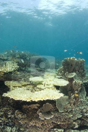 To use this stock image in your creative project, please select the size you need over to the right and click the "Add to Cart" button.
Your downloaded image will come with the Cutcaster watermark removed so don’t worry about the watermark you see on this page. Dead Coral Philippines stock photo, A reef in the Philippines with dead coral, indicative of much of the ocean's reefs and the result of the human impact on the fragile ecosystem by A Cotton Photo