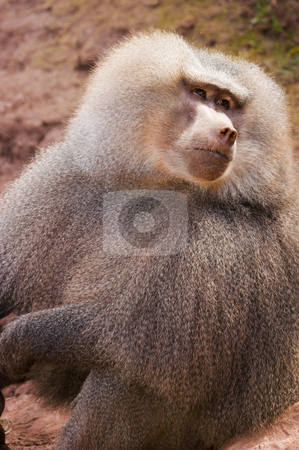 To use this stock image in your creative project, please select the size you need over to the right and click the "Add to Cart" button.
Your downloaded image will come with the Cutcaster watermark removed so don’t worry about the watermark you see on this page. Hamadryas Baboon stock photo, Close up of a Hamadryas Baboon (Papio hamadryas) by Stephen Meese