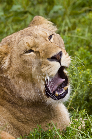 To use this stock image in your creative project, please select the size you need over to the right and click the "Add to Cart" button.
Your downloaded image will come with the Cutcaster watermark removed so don’t worry about the watermark you see on this page. Lion stock photo, Close up of a Lion (Panthera leo) by Stephen Meese