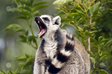 To use this stock image in your creative project, please select the size you need over to the right and click the "Add to Cart" button.
Your downloaded image will come with the Cutcaster watermark removed so don’t worry about the watermark you see on this page. Ring Tailed Lemur stock photo, Close up of Ring Tailed Lemur (Lemur catta) by Stephen Meese