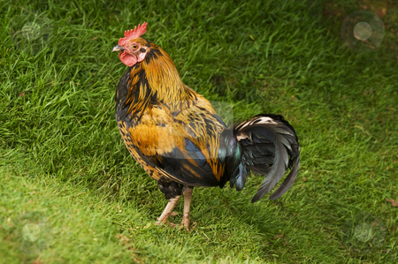 To use this stock image in your creative project, please select the size you need over to the right and click the "Add to Cart" button.
Your downloaded image will come with the Cutcaster watermark removed so don’t worry about the watermark you see on this page. Rooster stock photo, Close up of a Rooster or Cockerel (Gallus gallus) by Stephen Meese