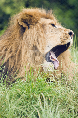 To use this stock image in your creative project, please select the size you need over to the right and click the "Add to Cart" button.
Your downloaded image will come with the Cutcaster watermark removed so don’t worry about the watermark you see on this page. Lion stock photo, Close up of a Lion (Panthera leo) by Stephen Meese