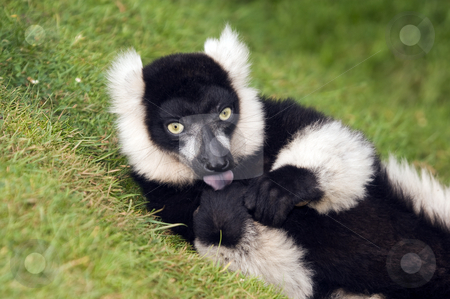 To use this stock image in your creative project, please select the size you need over to the right and click the "Add to Cart" button.
Your downloaded image will come with the Cutcaster watermark removed so don’t worry about the watermark you see on this page. Black and White Ruffed Lemur stock photo, Close up of Black and White Ruffed Lemur(Varecia varigata varigata) by Stephen Meese