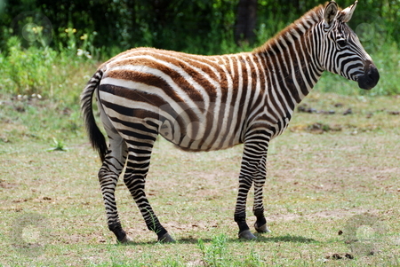 To use this stock image in your creative project, please select the size you need over to the right and click the "Add to Cart" button.
Your downloaded image will come with the Cutcaster watermark removed so don’t worry about the watermark you see on this page. Zebra stock photo, Zebra by Tim Elliott