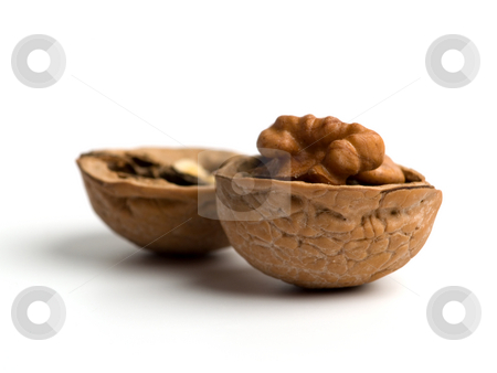 To use this stock image in your creative project, please select the size you need over to the right and click the "Add to Cart" button.
Your downloaded image will come with the Cutcaster watermark removed so don’t worry about the watermark you see on this page. Walnut stock photo, Single opened walnut close up on white background. by Ignacio Gonzalez Prado