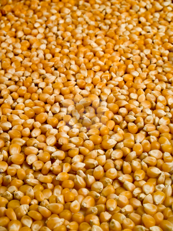 To use this stock image in your creative project, please select the size you need over to the right and click the "Add to Cart" button.
Your downloaded image will come with the Cutcaster watermark removed so don’t worry about the watermark you see on this page. Corn beans stock photo, A background of corn beans with a shallow depth of field. by Ignacio Gonzalez Prado