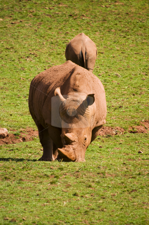 To use this stock image in your creative project, please select the size you need over to the right and click the "Add to Cart" button.
Your downloaded image will come with the Cutcaster watermark removed so don’t worry about the watermark you see on this page. White Rhinoceros stock photo, Closeup of White Rhinoceros (Ceratotherium simum simum) by Stephen Meese