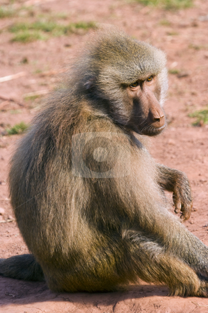 To use this stock image in your creative project, please select the size you need over to the right and click the "Add to Cart" button.
Your downloaded image will come with the Cutcaster watermark removed so don’t worry about the watermark you see on this page. Hamadryas Baboon stock photo, Close up of a Hamadryas Baboon (Papio hamadryas) by Stephen Meese