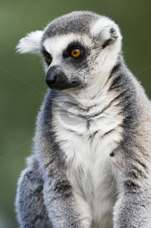 To use this stock image in your creative project, please select the size you need over to the right and click the "Add to Cart" button.
Your downloaded image will come with the Cutcaster watermark removed so don’t worry about the watermark you see on this page. Ring Tailed Lemur stock photo, Close up of Ring Tailed Lemur (Lemur catta) by Stephen Meese