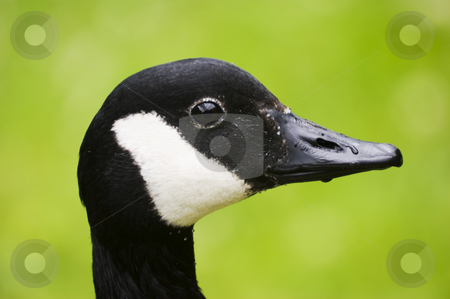 To use this stock image in your creative project, please select the size you need over to the right and click the "Add to Cart" button.
Your downloaded image will come with the Cutcaster watermark removed so don’t worry about the watermark you see on this page. Canada Goose stock photo, Close up of Canadian Goose (Branta canadensis) by Stephen Meese
