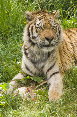 To use this stock image in your creative project, please select the size you need over to the right and click the "Add to Cart" button.
Your downloaded image will come with the Cutcaster watermark removed so don’t worry about the watermark you see on this page. Amur Tiger stock photo, Closeup of Amur Tiger (Panthera tigris altaica) by Stephen Meese