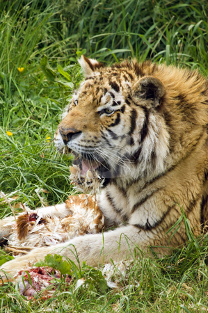 To use this stock image in your creative project, please select the size you need over to the right and click the "Add to Cart" button.
Your downloaded image will come with the Cutcaster watermark removed so don’t worry about the watermark you see on this page. Amur Tiger stock photo, Closeup of Amur Tiger (Panthera tigris altaica) by Stephen Meese