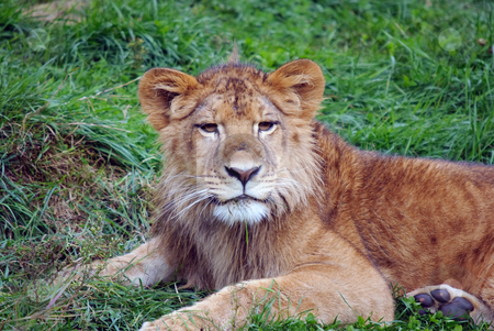 To use this stock image in your creative project, please select the size you need over to the right and click the "Add to Cart" button.
Your downloaded image will come with the Cutcaster watermark removed so don’t worry about the watermark you see on this page. Young male lion stock photo, Closeup picture of a young male lion resting in the grass by Alain Turgeon