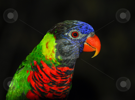 To use this stock image in your creative project, please select the size you need over to the right and click the "Add to Cart" button.
Your downloaded image will come with the Cutcaster watermark removed so don’t worry about the watermark you see on this page. Rainbow Lorikeet stock photo, Closeup portrait of a colorful Rainbow Lorikeet by Alain Turgeon