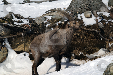 To use this stock image in your creative project, please select the size you need over to the right and click the "Add to Cart" button.
Your downloaded image will come with the Cutcaster watermark removed so don’t worry about the watermark you see on this page. Alpine Ibex stock photo, Alpine Ibex in Winter by Alain Turgeon