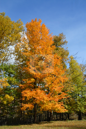 To use this stock image in your creative project, please select the size you need over to the right and click the "Add to Cart" button.
Your downloaded image will come with the Cutcaster watermark removed so don’t worry about the watermark you see on this page. Fall colors stock photo, Fall colors, Rochester, New York by Harris Shiffman