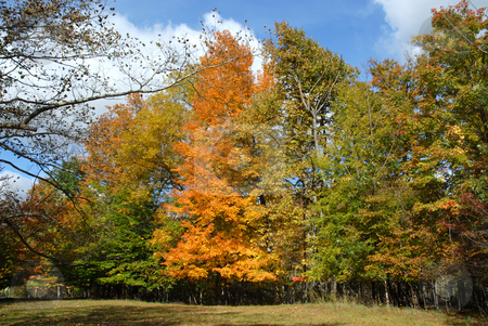 To use this stock image in your creative project, please select the size you need over to the right and click the "Add to Cart" button.
Your downloaded image will come with the Cutcaster watermark removed so don’t worry about the watermark you see on this page. Fall colors stock photo, Fall colors, Rochester, New York by Harris Shiffman