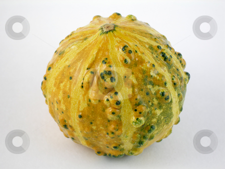 To use this stock image in your creative project, please select the size you need over to the right and click the "Add to Cart" button.
Your downloaded image will come with the Cutcaster watermark removed so don’t worry about the watermark you see on this page. Gourd stock photo, Miniature gourd by Harris Shiffman