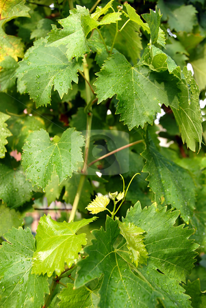 To use this stock image in your creative project, please select the size you need over to the right and click the "Add to Cart" button.
Your downloaded image will come with the Cutcaster watermark removed so don’t worry about the watermark you see on this page. Vine leaves stock photo, Vine green leaves with water drops in vineyard background by Julija Sapic