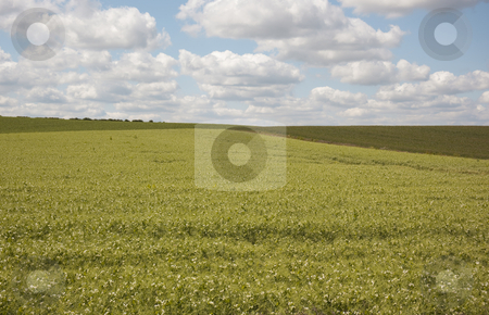 To use this stock image in your creative project, please select the size you need over to the right and click the "Add to Cart" button.
Your downloaded image will come with the Cutcaster watermark removed so don’t worry about the watermark you see on this page. Pea field with blue sky; stock photo, Pea field under summer sky by Mike Smith