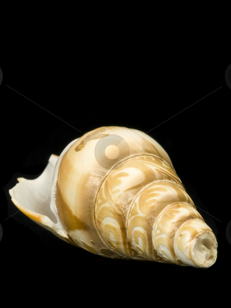 To use this stock image in your creative project, please select the size you need over to the right and click the "Add to Cart" button.
Your downloaded image will come with the Cutcaster watermark removed so don’t worry about the watermark you see on this page. Seashell stock photo, Seashell close up on a black background by John Teeter