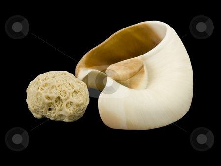 To use this stock image in your creative project, please select the size you need over to the right and click the "Add to Cart" button.
Your downloaded image will come with the Cutcaster watermark removed so don’t worry about the watermark you see on this page. Sea Shell and Coral stock photo, Sea Shell and Coral on a black background by John Teeter