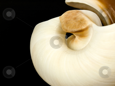 To use this stock image in your creative project, please select the size you need over to the right and click the "Add to Cart" button.
Your downloaded image will come with the Cutcaster watermark removed so don’t worry about the watermark you see on this page. Sea Shell stock photo, Sea shell close up on a black background by John Teeter