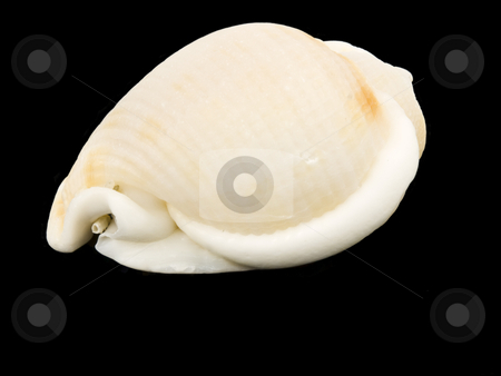 To use this stock image in your creative project, please select the size you need over to the right and click the "Add to Cart" button.
Your downloaded image will come with the Cutcaster watermark removed so don’t worry about the watermark you see on this page. Sea Shell stock photo, Sea shell close up on a black background by John Teeter